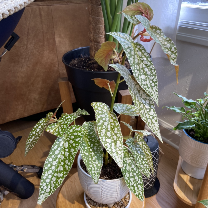 Polka Dot Begonia plant photo by @Roxanne named Bebel on Greg, the plant care app.