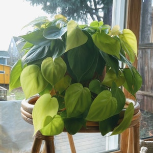 Philodendron Brazil plant photo by @Roxanne named Leeloo on Greg, the plant care app.
