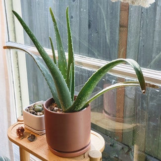 Aloe vera plant in Portland, Oregon