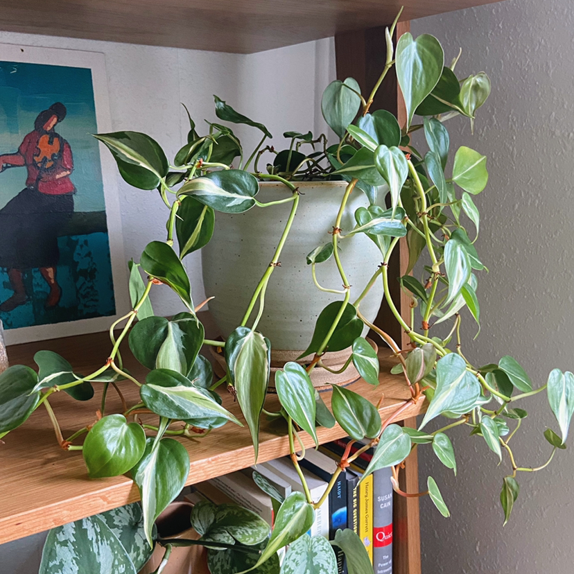 Silver Stripe Philodendron on a wooden shelf with healthy green leaves and variegation.