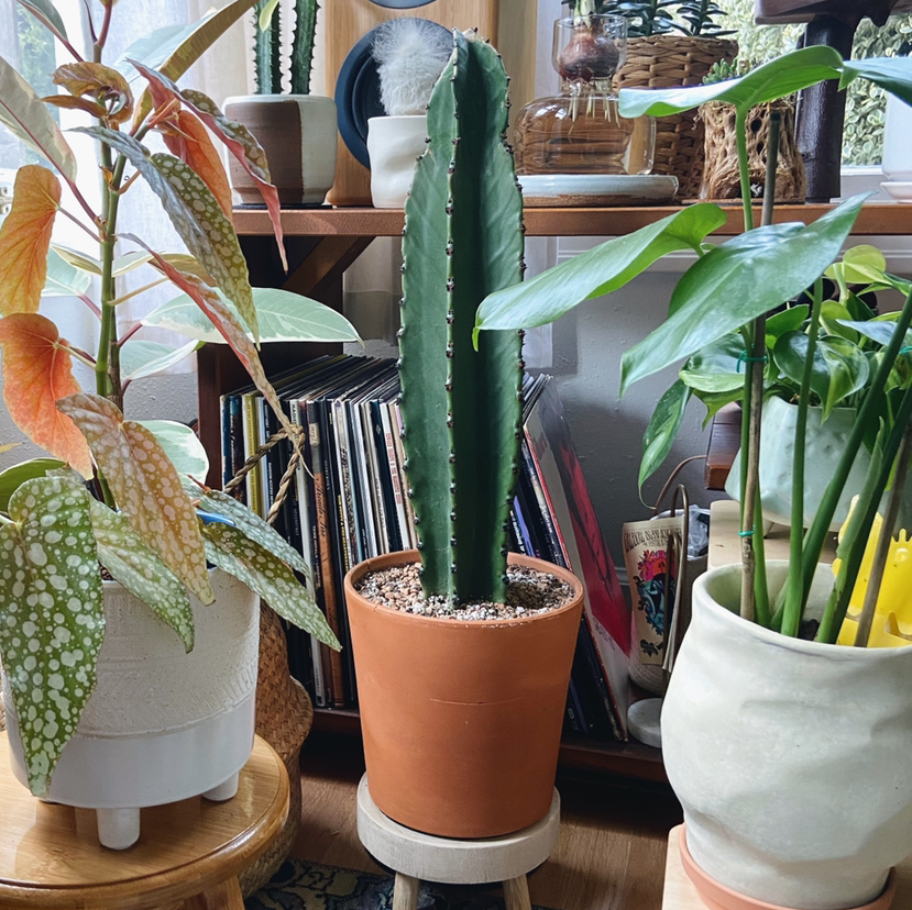 Photo of the plant species Giant African Candelabra Tree by @Roxanne named Butch on Greg, the plant care app