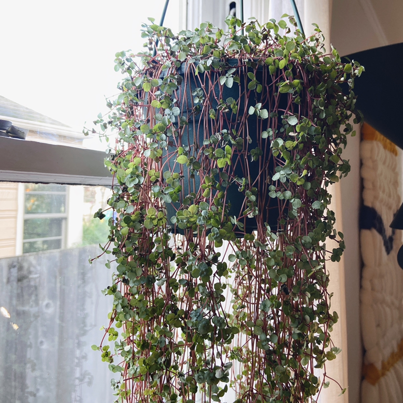 Pilea 'Aquamarine' plant photo by @Roxanne named Super Freak on Greg, the plant care app.
