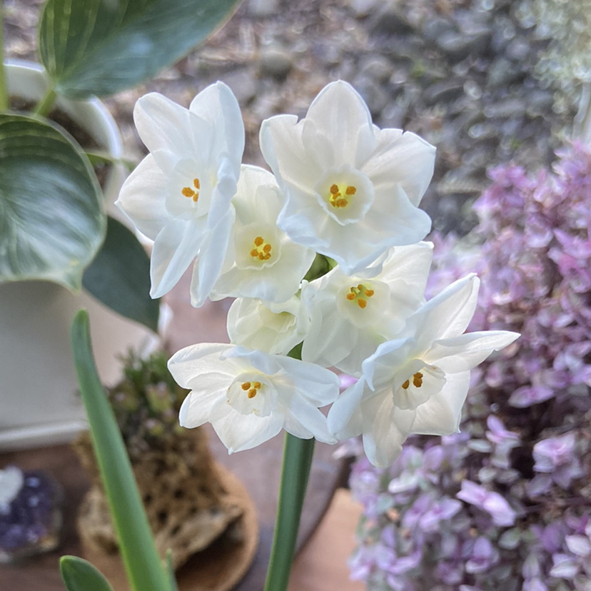 Paperwhite plant photo by @Roxanne named Ariel on Greg, the plant care app.