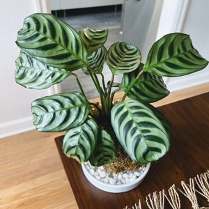 Fishbone Prayer Plant plant photo by Roxanne named Zion on Greg, the plant care app.