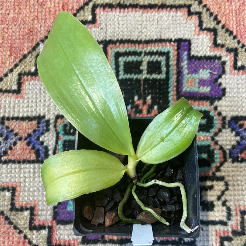 Photo of the plant species Phalaenopsis Bellina Orchid by @Roxanne named Fruity Pebbles on Greg, the plant care app