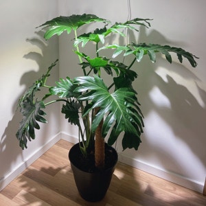 Split Leaf Philodendron plant photo by Roxanne named Matisse on Greg, the plant care app.