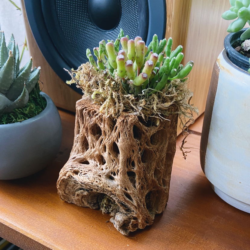 Photo of the plant species Dancing Bones by @Roxanne named Sonora on Greg, the plant care app