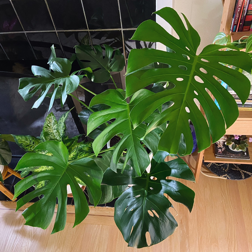 Monstera plant photo by @Roxanne named Monstro on Greg, the plant care app.
