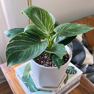 Philodendron 'Birkin' plant photo by Roxanne named Hermes on Greg, the plant care app.