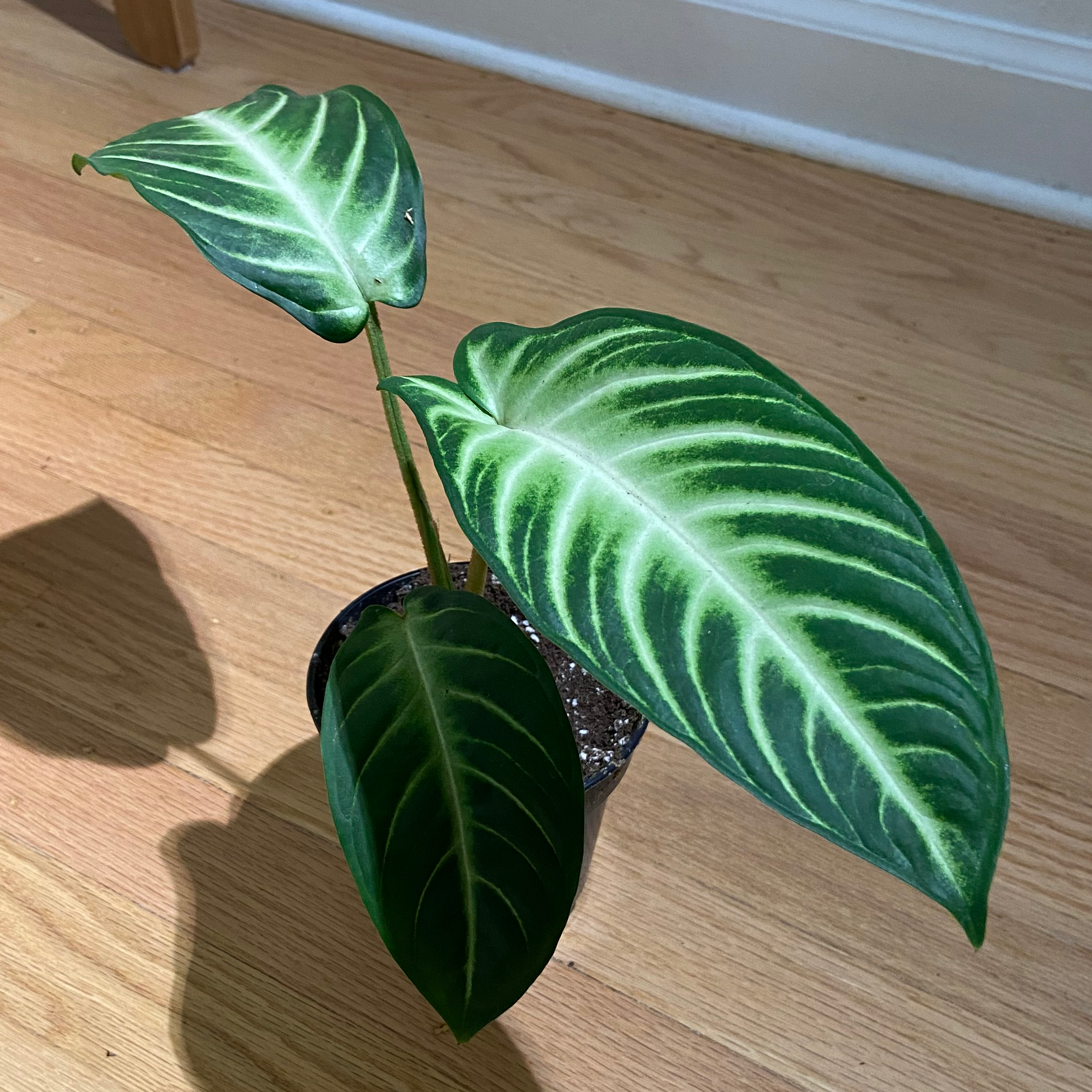 Xanthosoma Angel wings plant with three large, healthy leaves and visible soil.