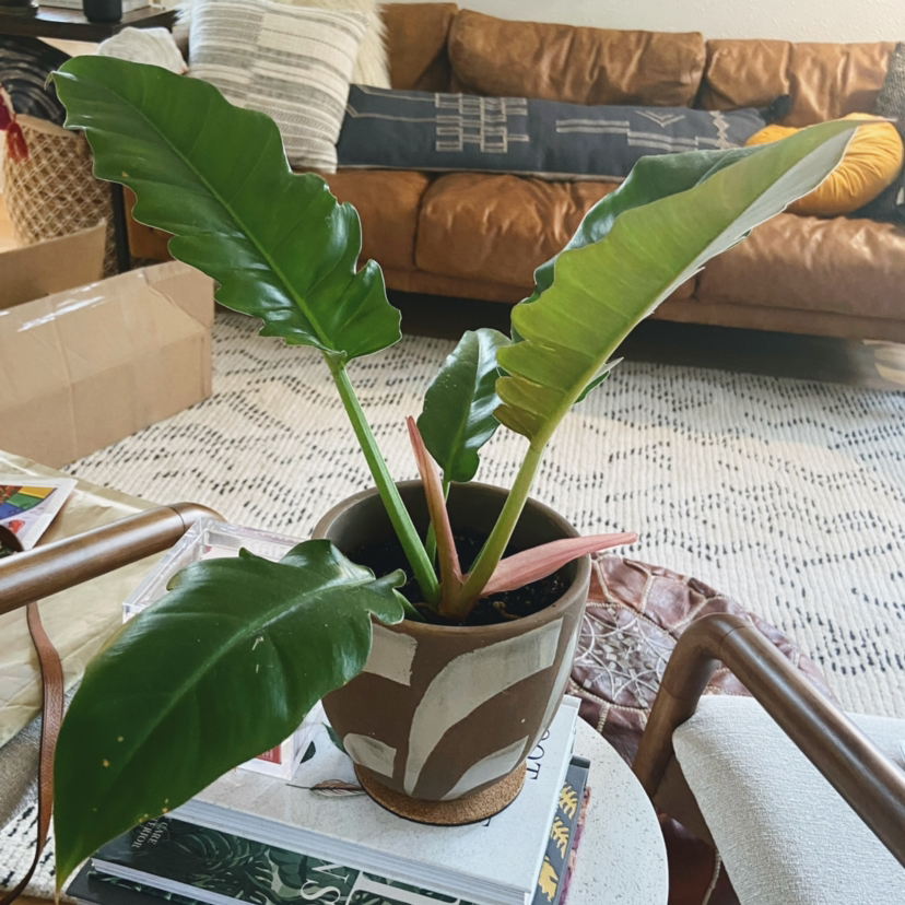 Potted Tiger Tooth Philodendron with large, glossy green leaves in a living room setting.