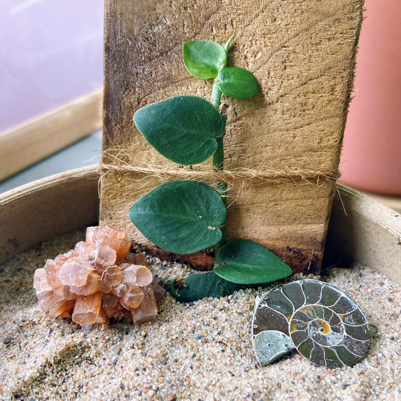 Rhaphidophora hayi plant attached to a wooden plank in sandy soil with a crystal and fossil.