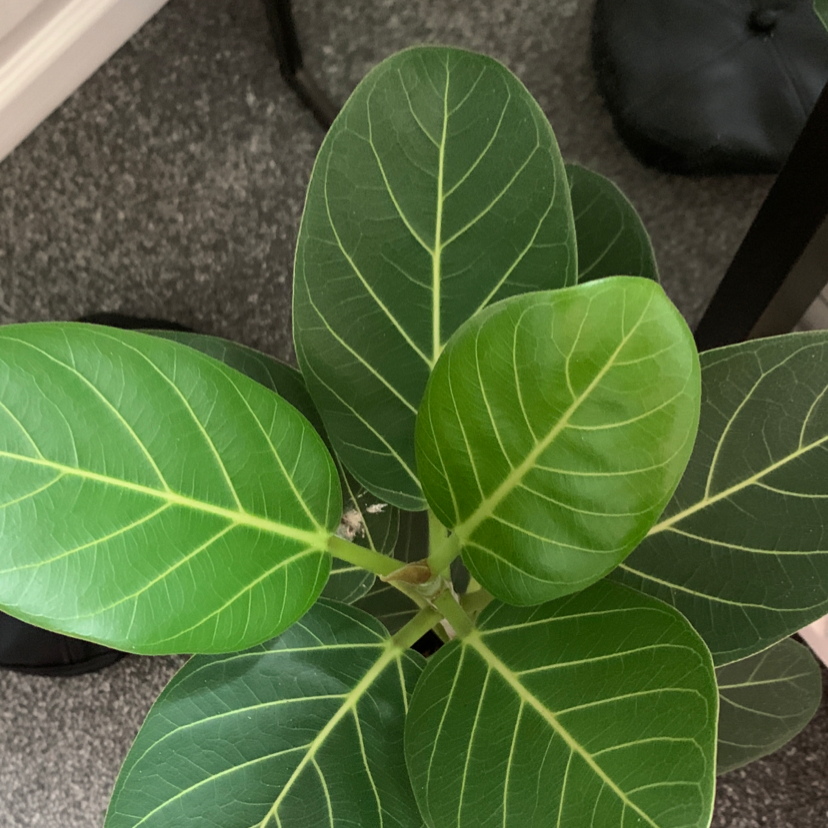 Why Are My Ficus Robusta Leaves Droopy?