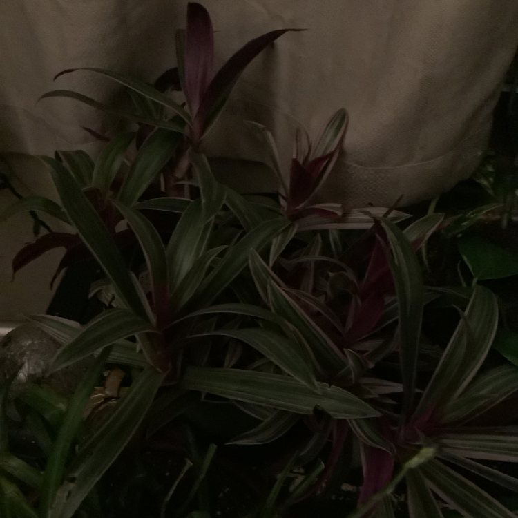 Moses-in-the-Cradle plant photo by Erika named Foxxy on Greg, the plant care app.