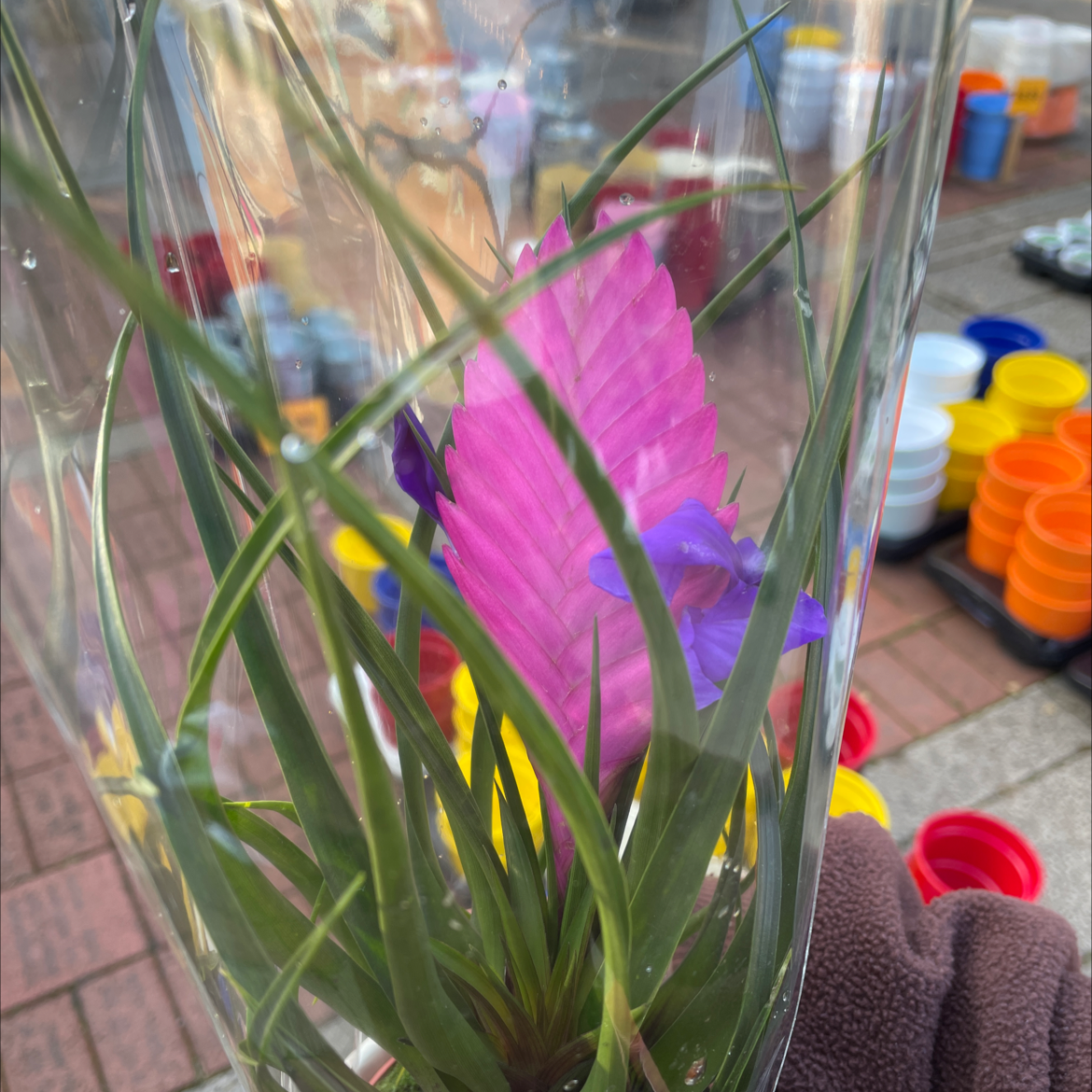 Pink Quill plant with pink bract and purple flowers, held by a hand.