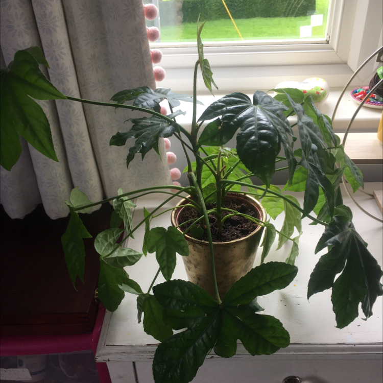 Photo of the plant species Fatsia Plant by @Lulu_0812 named Borris on Greg, the plant care app