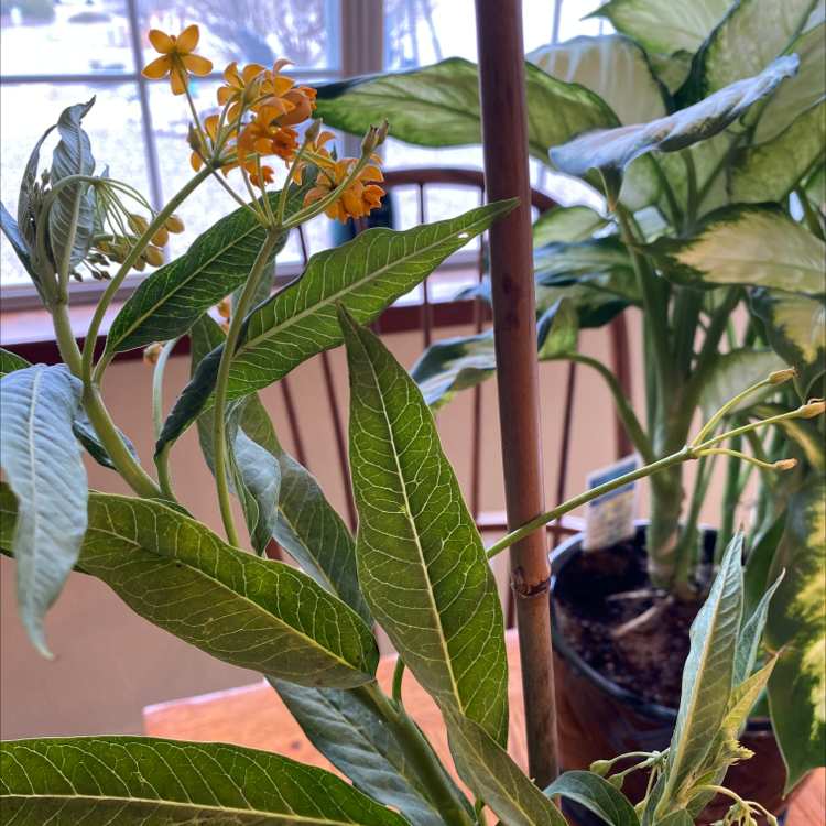 Tropical Milkweed plant with flowers and healthy green leaves indoors.