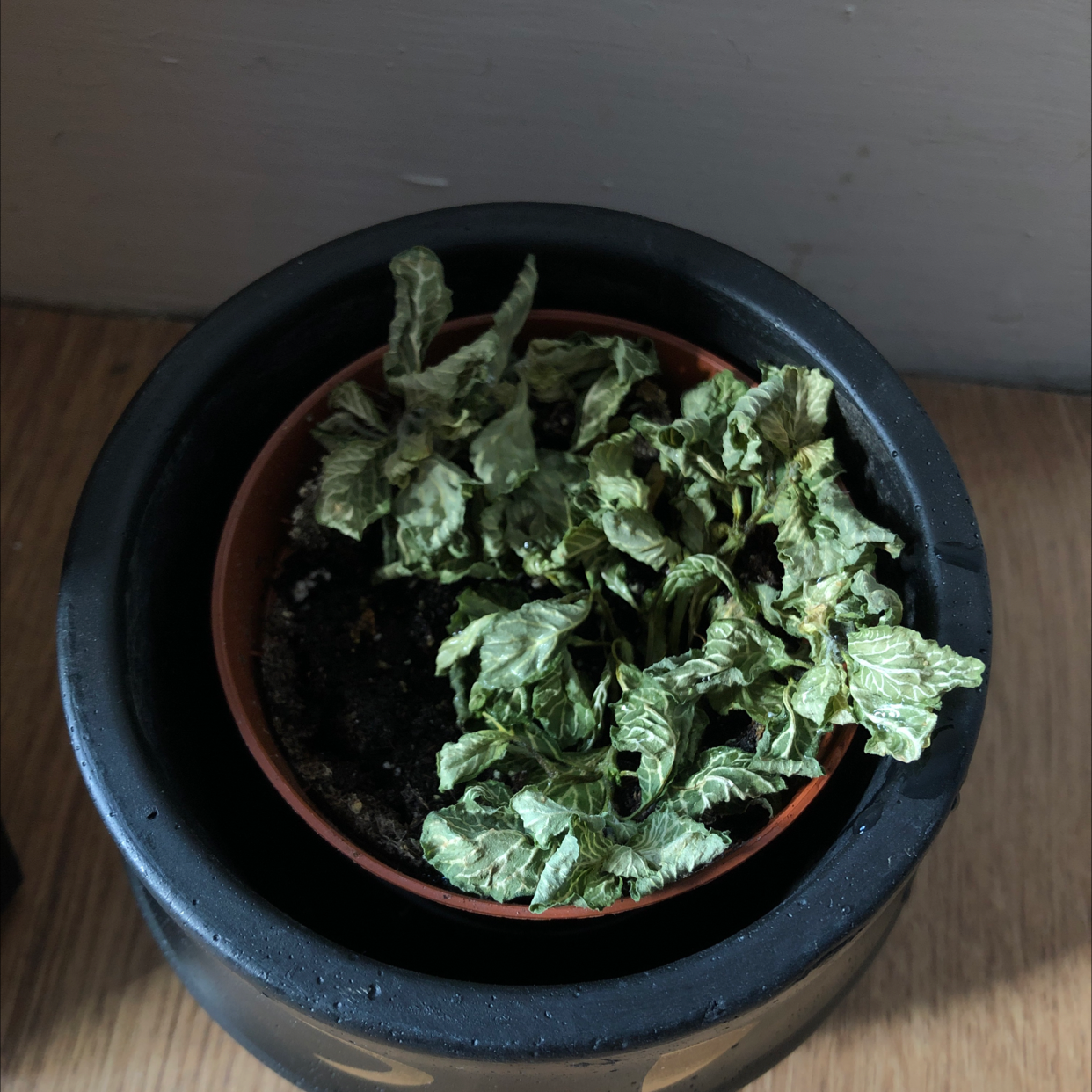 Nerve Plant plant photo by Alexa named Cranberry on Greg, the plant care app.