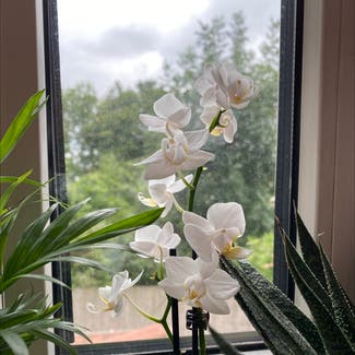 White Apple Moth Orchid plant in Reading, England