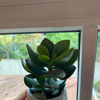 Jade plant in Reading, England