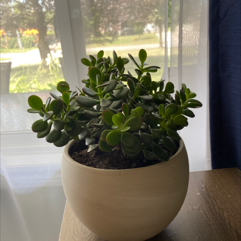 Lucky Plant plant photo by Felicity named Jade on Greg, the plant care app.
