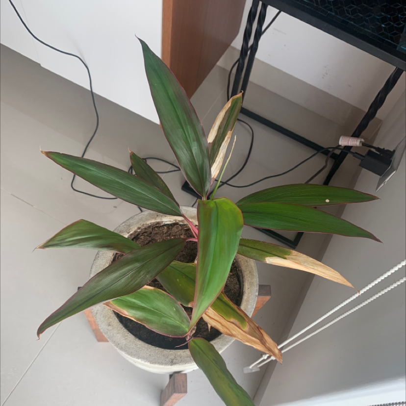 Cordyline fruticosa 'Pink Diamond' plant in a pot with some browning leaf tips.