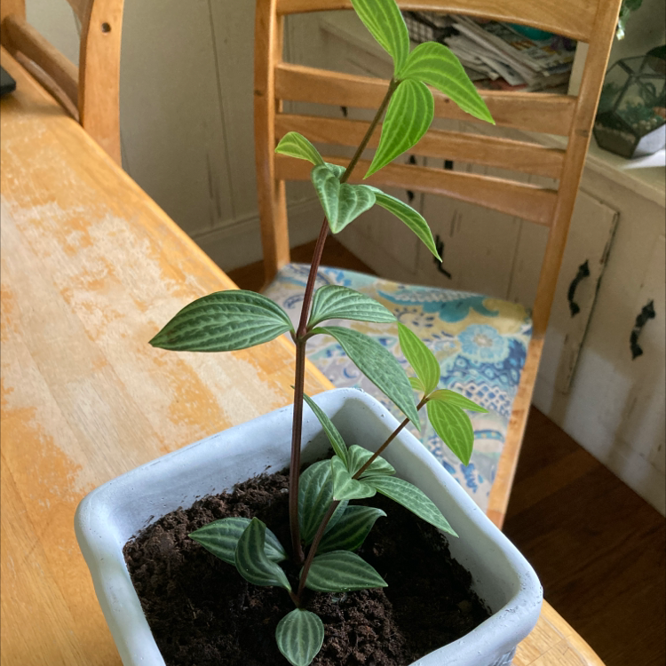 Parallel peperomia plant in a square pot on a wooden table.