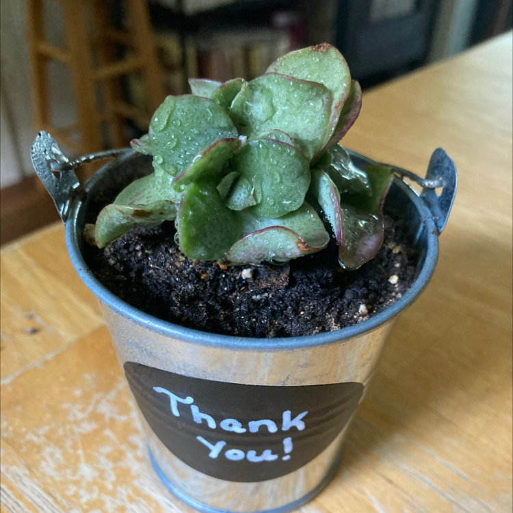 Ripple Jade plant in a small metal pot with a 'Thank You!' label, healthy and well-framed.