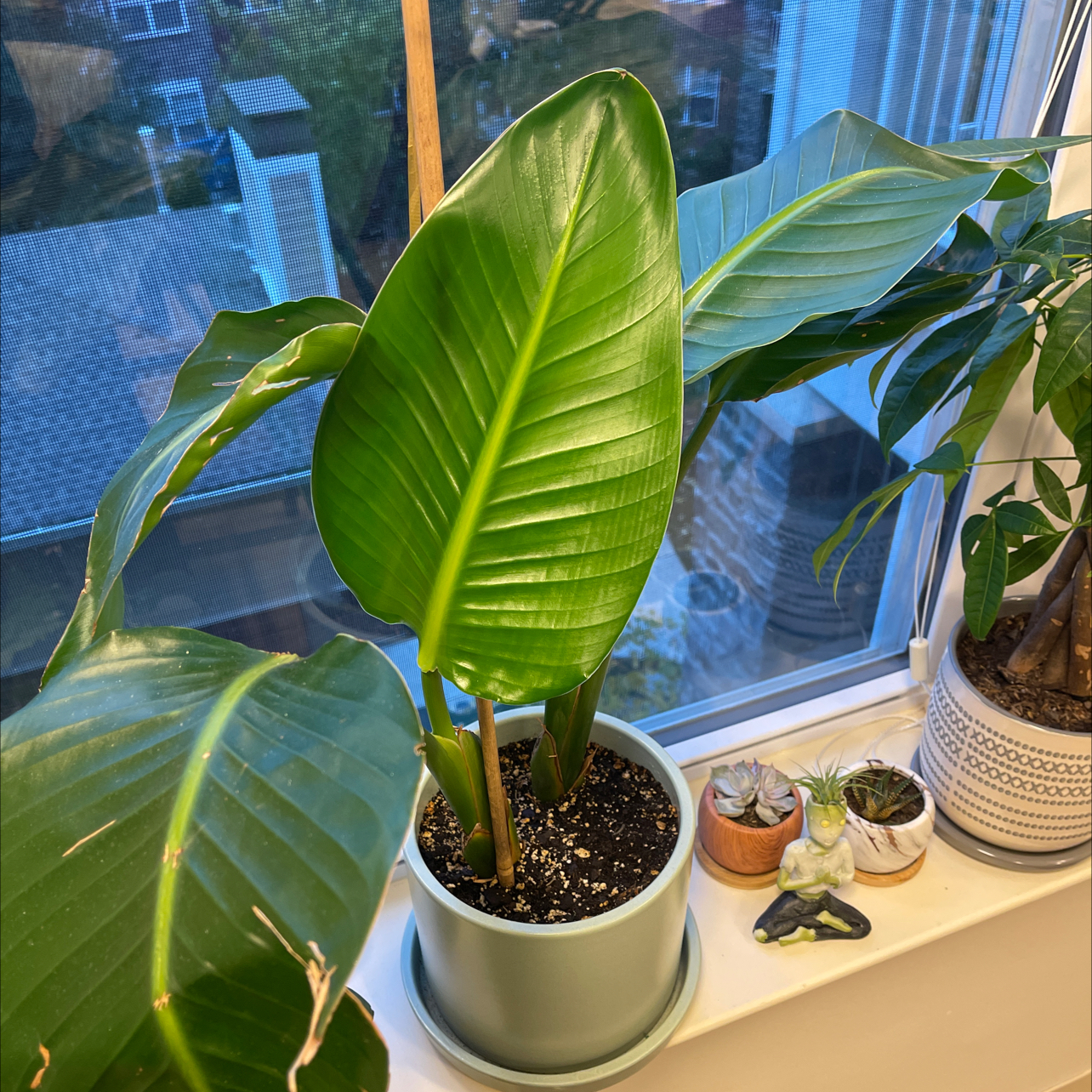 Bird of Paradise plant photo by @Jfbydesign named Bird of Paradise on Greg, the plant care app.