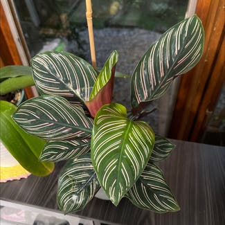Pinstripe Calathea plant in Lincoln Park, New Jersey