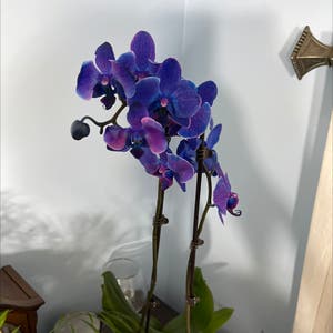 Phalaenopsis Orchid plant photo by Jfbydesign named Watercolor on Greg, the plant care app.