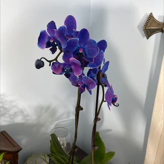 Phalaenopsis orchid plant in New Providence, New Jersey