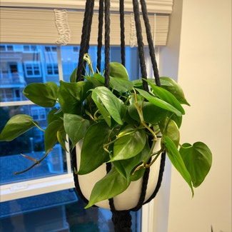 Heartleaf Philodendron plant in New Providence, New Jersey