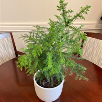 Norfolk Island Pine plant in Lincoln Park, New Jersey