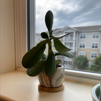 Jade plant in New Providence, New Jersey