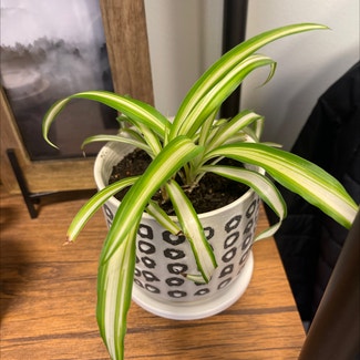 Spider Plant plant in Lincoln Park, New Jersey