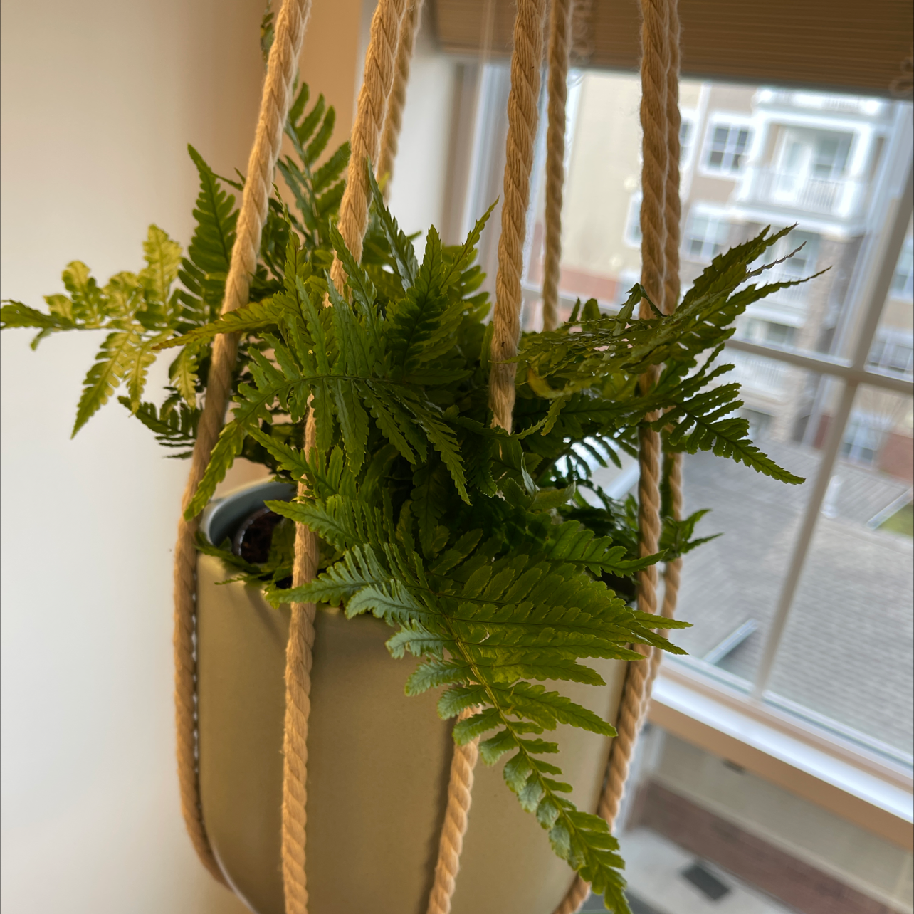 Healthy Autumn Fern in a hanging pot with vibrant green fronds.