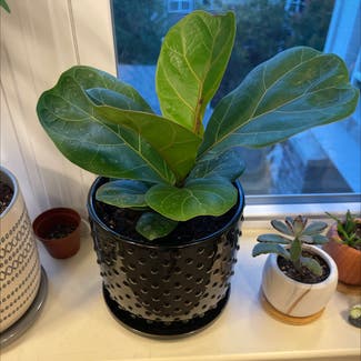 Fiddle Leaf Fig plant in Lincoln Park, New Jersey