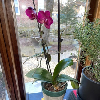 Phalaenopsis Orchid plant in Lincoln Park, New Jersey