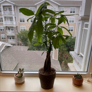 Money Tree plant in New Providence, New Jersey