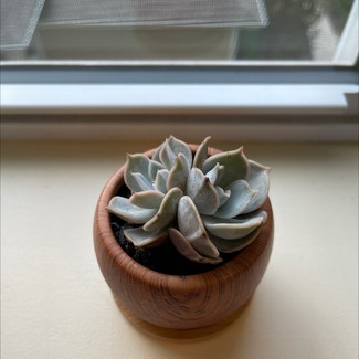 Pearl Echeveria plant in New Providence, New Jersey