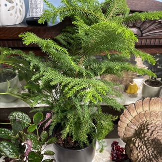 Norfolk Island Pine plant in Lincoln Park, New Jersey
