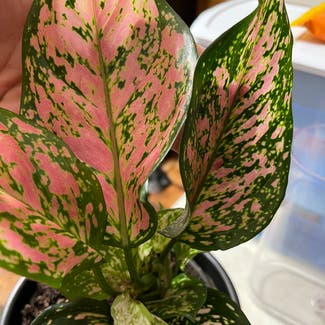 Chinese Evergreen 'Wishes' plant in New Providence, New Jersey