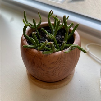 Hairy Stemmed Rhipsalis plant in Lincoln Park, New Jersey