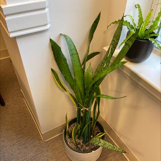 Snake Plant plant in Lincoln Park, New Jersey