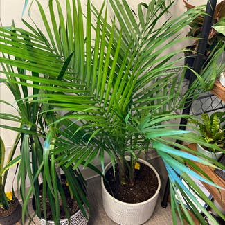 Majesty Palm plant in Lincoln Park, New Jersey