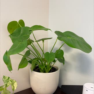 Monstera plant in Lincoln Park, New Jersey