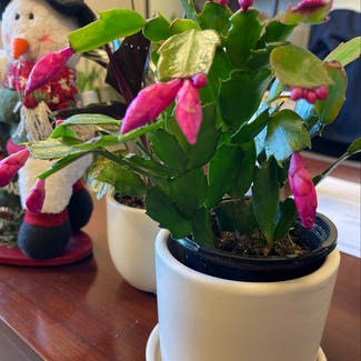 False Christmas Cactus plant in Lincoln Park, New Jersey