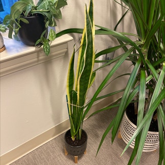 Variegated Snake Plant plant in New Providence, New Jersey