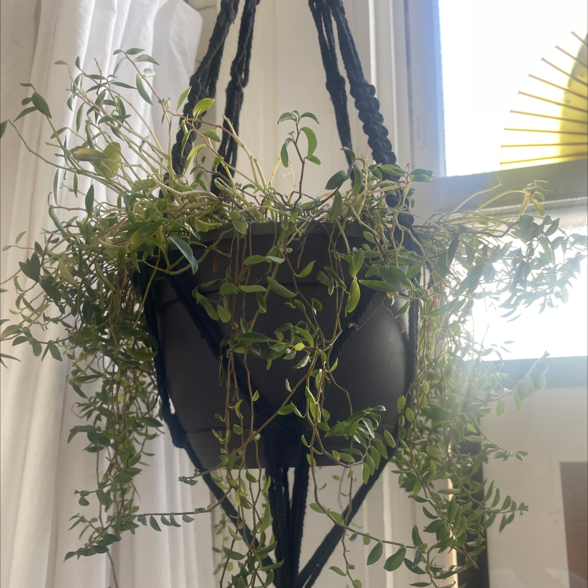 Maidenhair Vine in a hanging pot with some yellowing leaves.